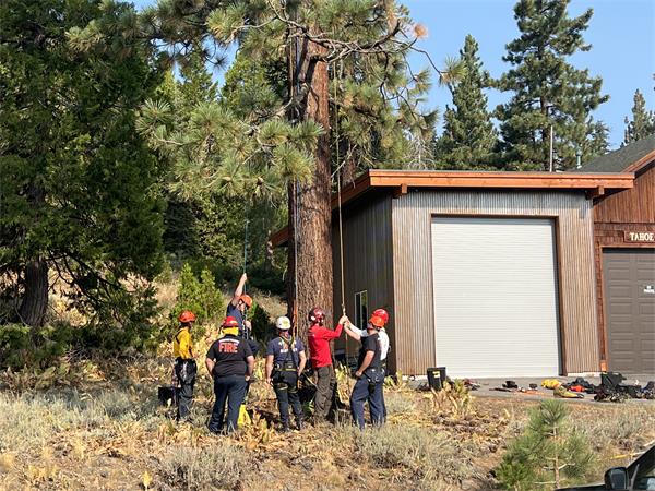 firefighters practice ascending ropes into tall pine tree